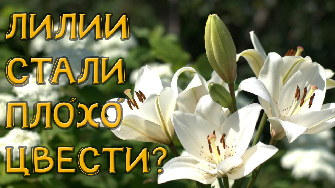 ЛИЛИИ НАЧАЛИ МЕЛЬЧАТЬ! ЧТО ДЕЛАТЬ?