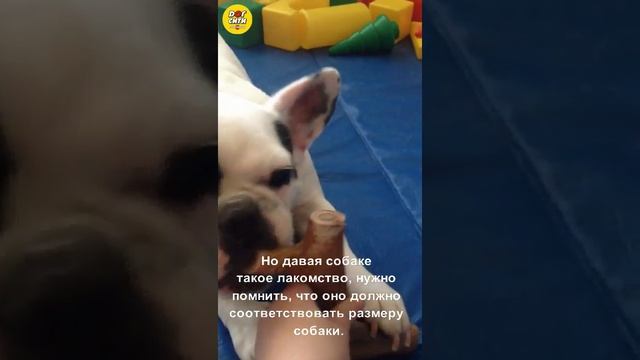 Бульдог и олений рог
