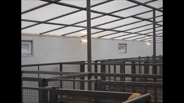 Романовская порода овец (племенное хозяйство по разведению)