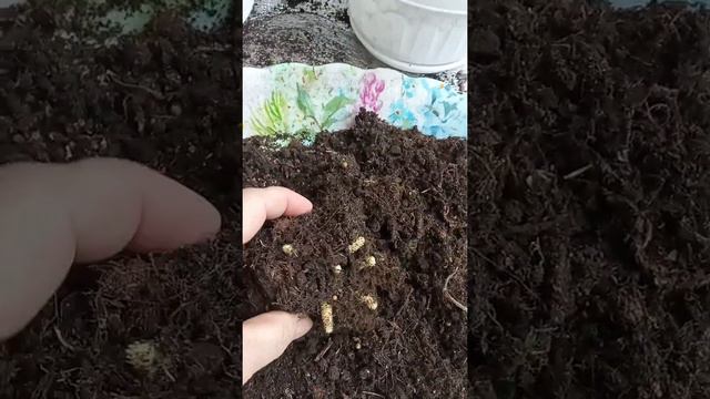 Ахименесы