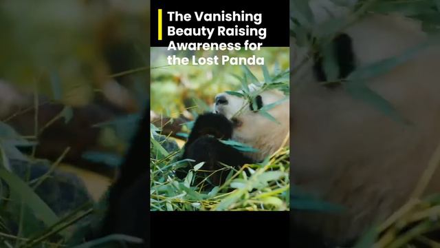 The Vanishing Beauty  Raising Awareness for the Lost Panda