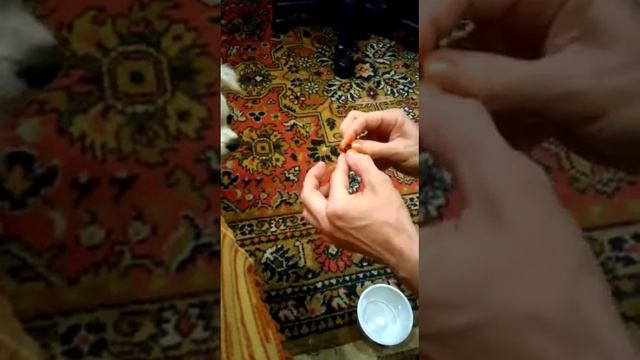 1 мин. Собака Лексус и астаксантин!