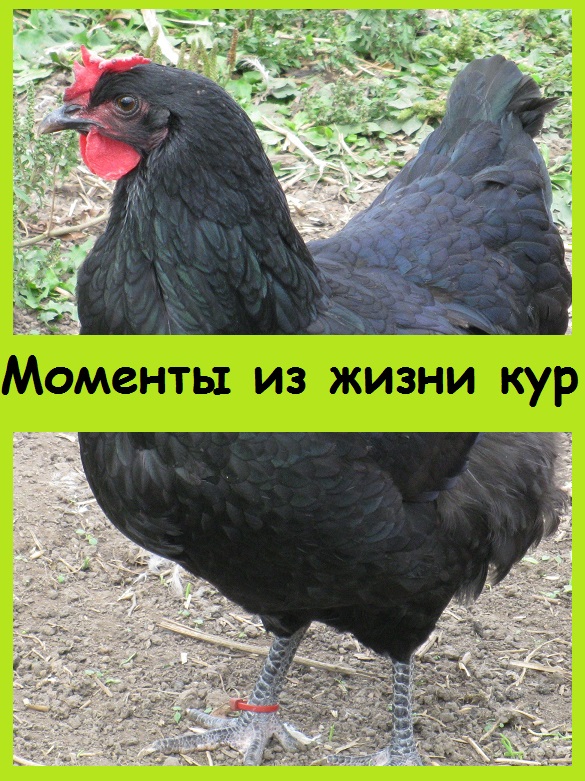 Моменты из ЖИЗНИ КУРИЦ, которые гуляют на свободе
#дача #огород #курица