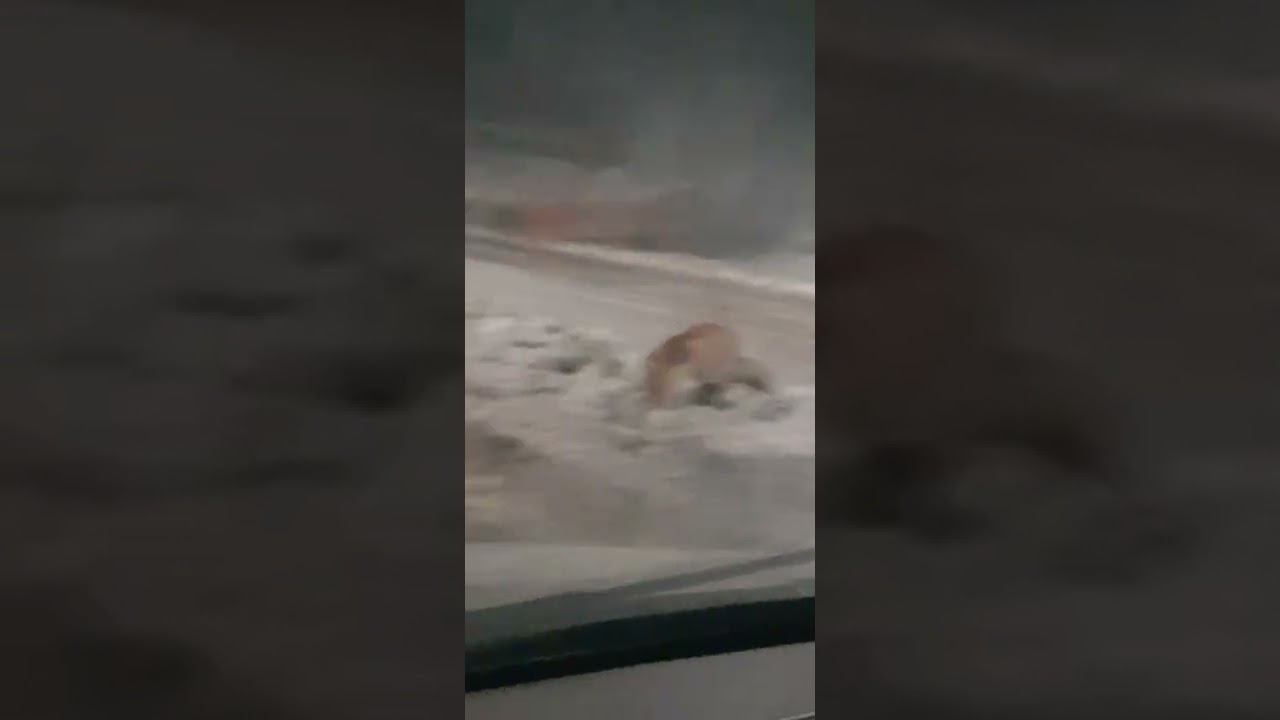 лисёнок в Шилово