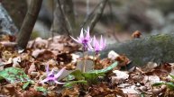 Невероятная музыка для успокоения вашей Души - слушайте снова и снова!