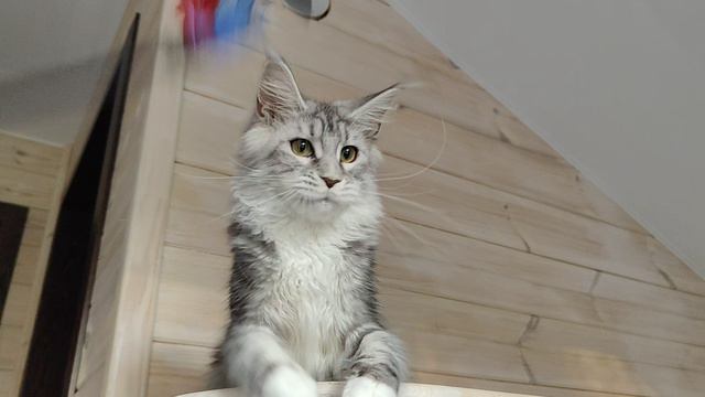 VID20240828180931.mp4