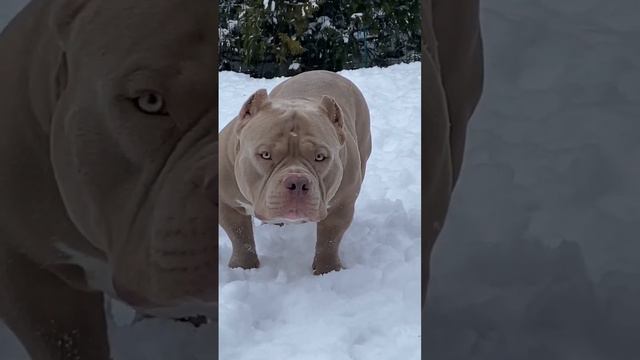 Американский булли Нео американскийбулли americanbullylove ambully americanbullypocketbully