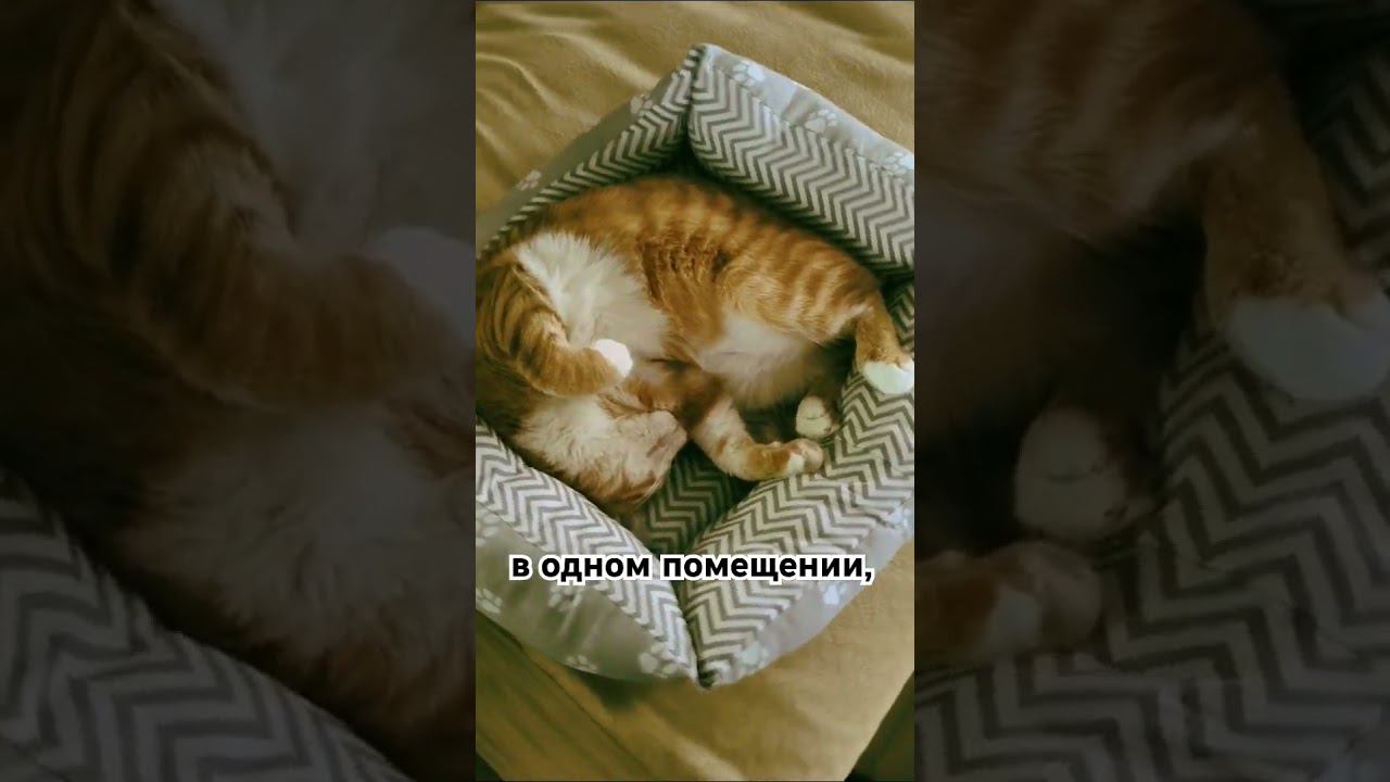 Красиво спать не запретишь  #котик #cat #Милота #Тиша #Боня #kitten #catlover