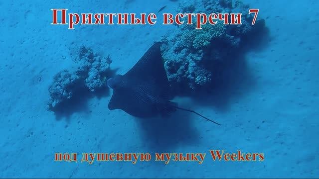 Приятные встречи 7 Орляк обыкновенный под душевную музыку Weekers