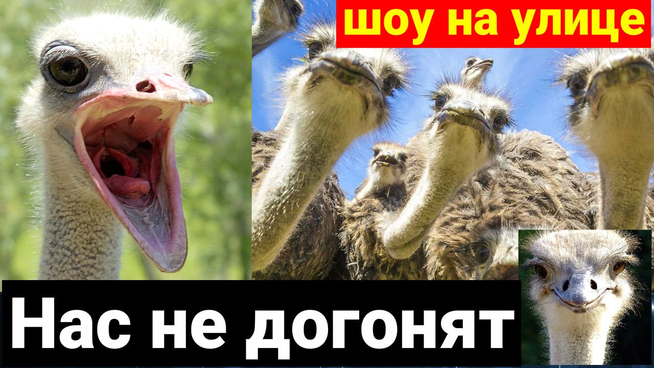 Попробуй догони