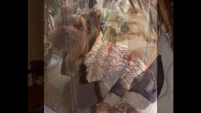 Ши-тцу и ее модные костюмчики.Фото слайд шоу (14)