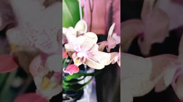 Орхидея бабочка Майя ?