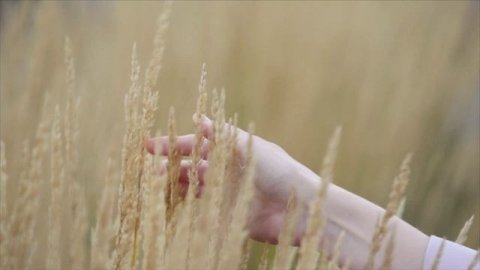 ПРЕЛЕСТНАЯ ЛЕДИ