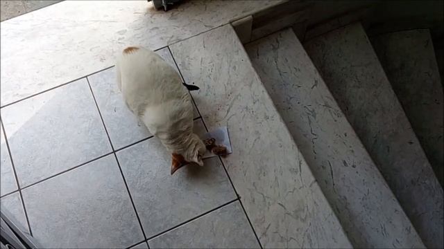НАША ГОРОДСКАЯ ЖИЗНЬ КОТЕЙКИ И ДРОВА ГРЕЦИЯ ВОЛОС ВЛОГ