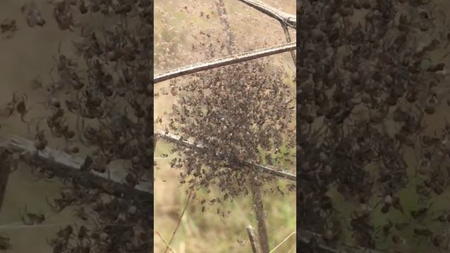 A Ball of Baby Spiders   ViralHog