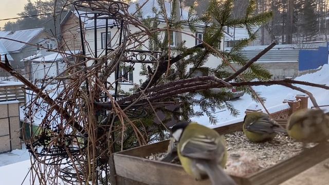 Как собрать стаю птиц в одном месте