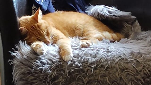 Коту снятся кошмары