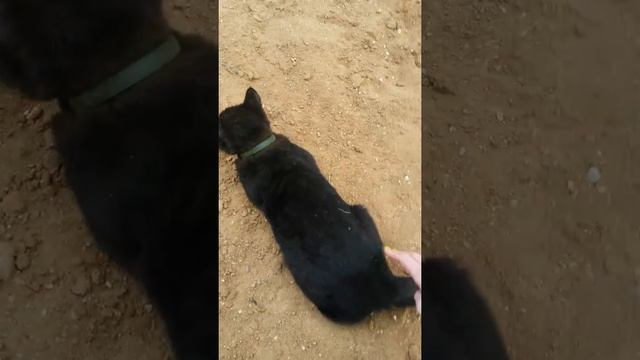 Черный Кот Малыш балуется