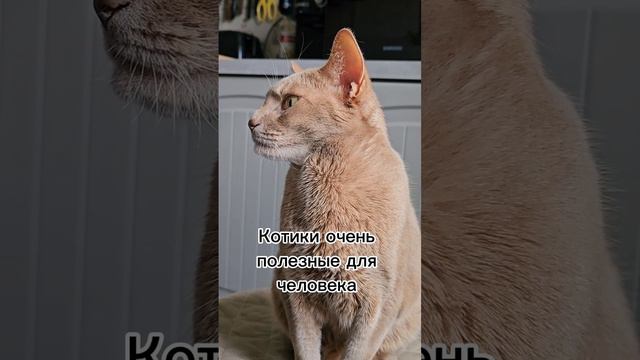 Котики очень полезны #забавныекоты #кот