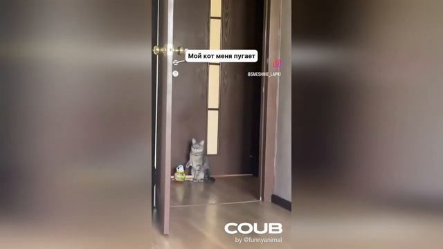 CoubLife - Animals & Pets #1