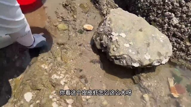 海灘上血蛤大爆發遍地都是拳頭大小牛牛撿了一大桶直呼發財牛牛赶海海鲜