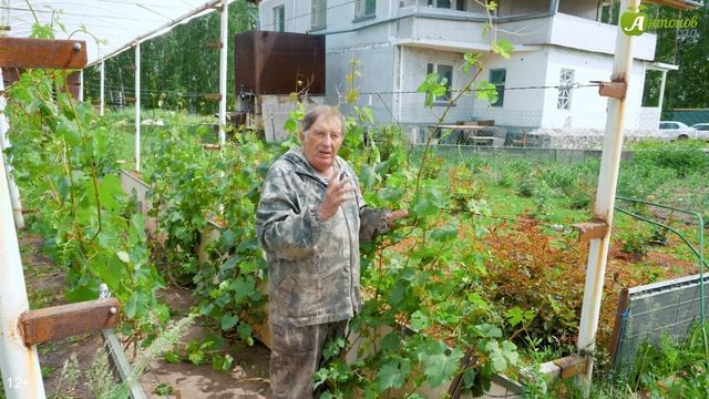 Пасынкование винограда - рекомендации Анатолия Сидоровича. Когда удалять пасынки на винограде?