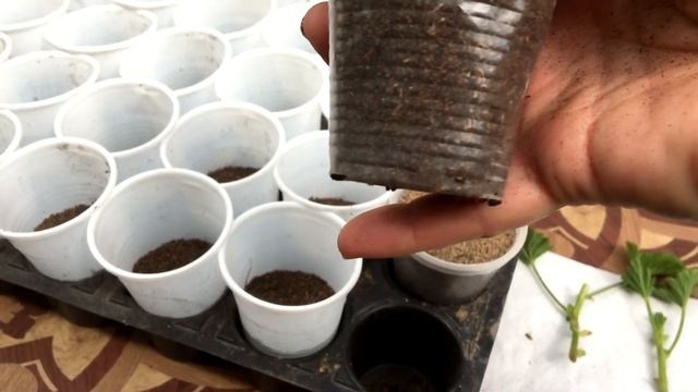 КАК УКОРЕНИТЬ КОРОЛЕВСКУЮ ПЕЛАРГОНИЮ(ГЕРАНЬ). 100% ПРОВЕРЕННЫЙ СПОСОБ.