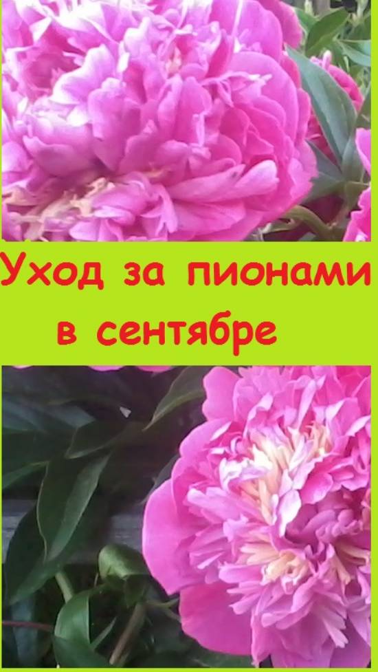 Уход за пионами в сентябре, что нужно сделать, чтобы они обильно цвели в следующем году