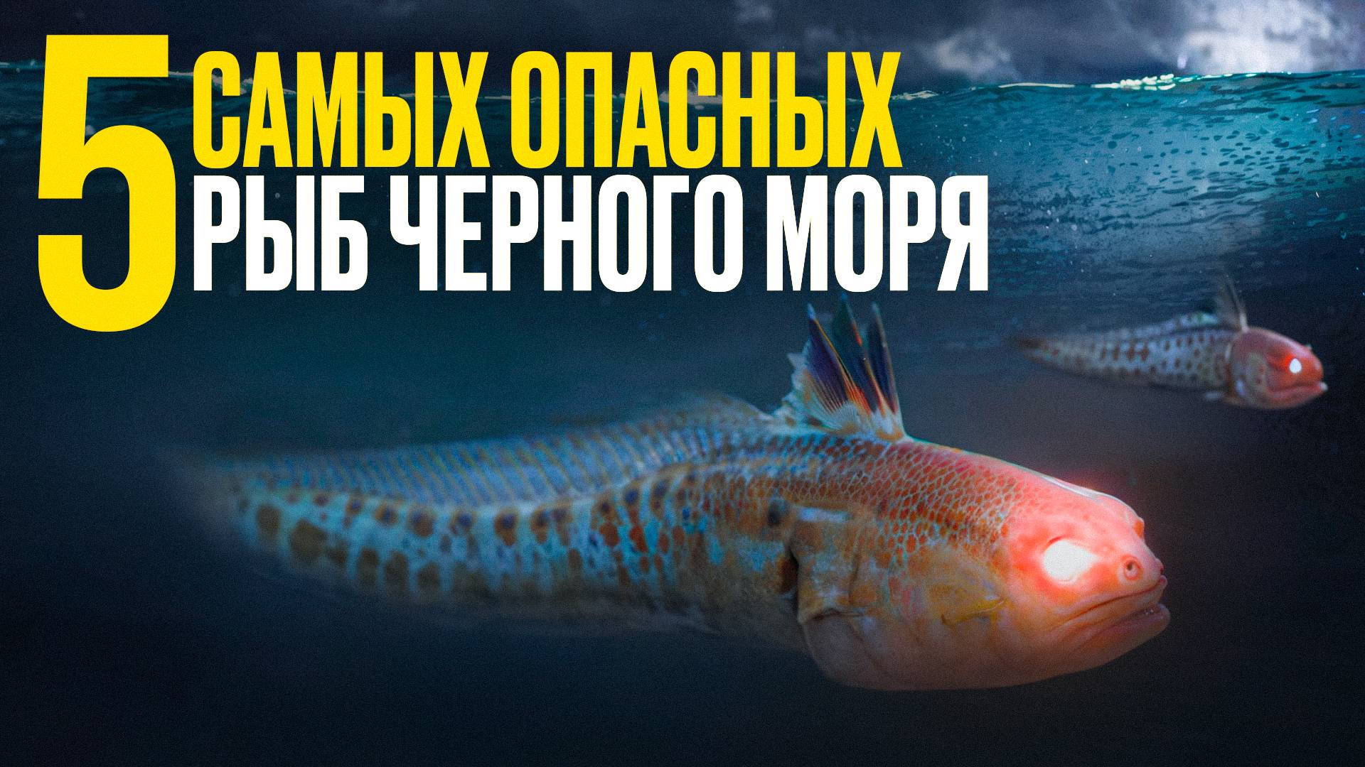 Пять самых опасных рыб Чёрного моря