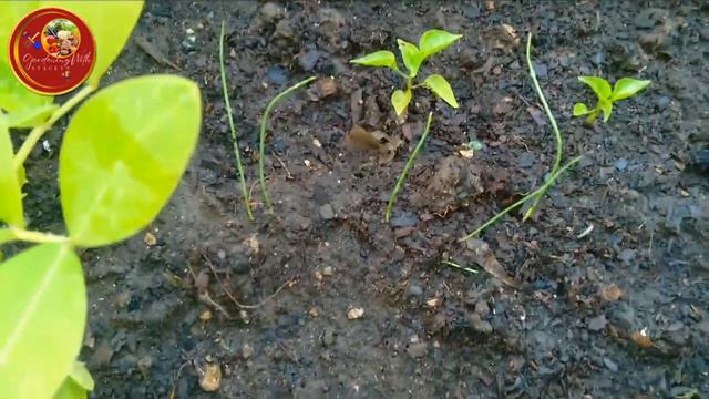 Tropical Garden Tour In Spring In Jamaican Backyard Garden 🇯🇲 Spring Garden Tours In Jamaica
