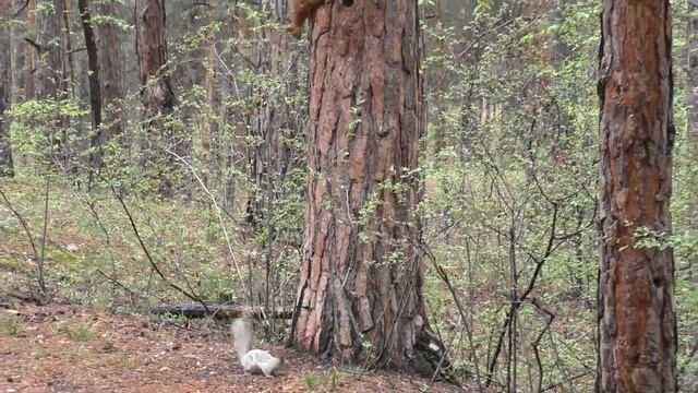 Белка рыжая, белка серая | Squirrel red, squirrel grey