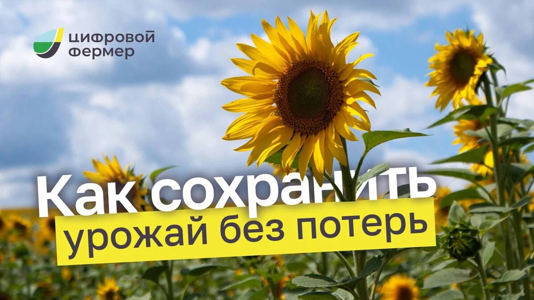 Подготовка к севу подсолнечника. Рассказываем, как не потерять до 15% урожая!