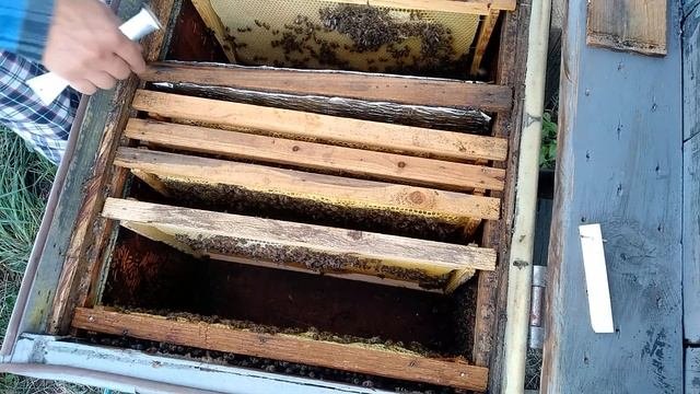 сокращаем пчелосемьи (заставные из пенопласта, полоски от клеща)