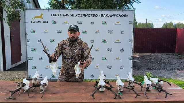 Внешнее отличие рогов сибирской косули из разных регионов