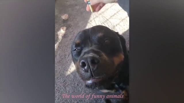 МИЛЫЕ КОТЫ И СОБАЧКИ 2021 ПРИКОЛЫ С ЖИВОТНЫМИ?ПОПРОБУЙ НЕ ЗАСМЕЯТЬСЯ САМЫЕ СМЕШНЫЕ КОТИКИ И ДРУГИЕ