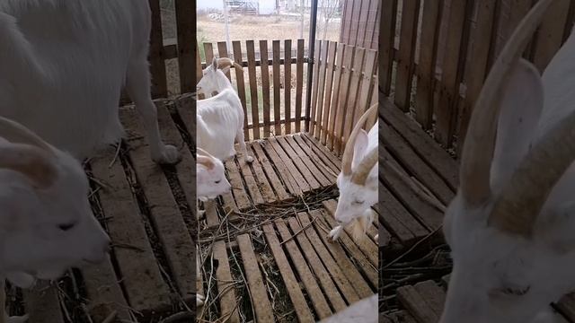 Спаринг бой между мамой-козой и козлом-сыном