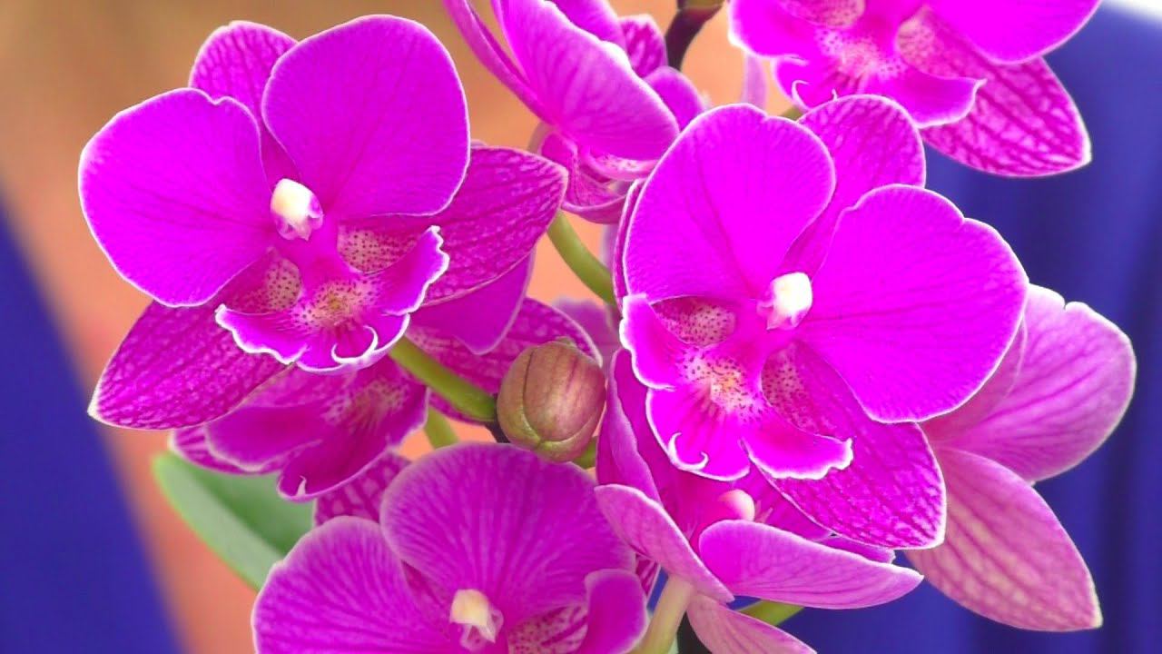 Что нужно Орхидее для Красивого цветения и СЧАСТЛИВОЙ ЖИЗНИ ? Уход за Орхидеей.