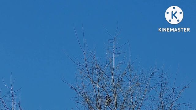 кроухантинг ПСП доберман 4.5 буллпап jsb monster 0.87 Crow hunting