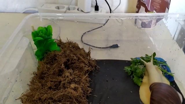 ПОДАРОК КАИ! Декорации для улиток. Как украсить контейнер улитки