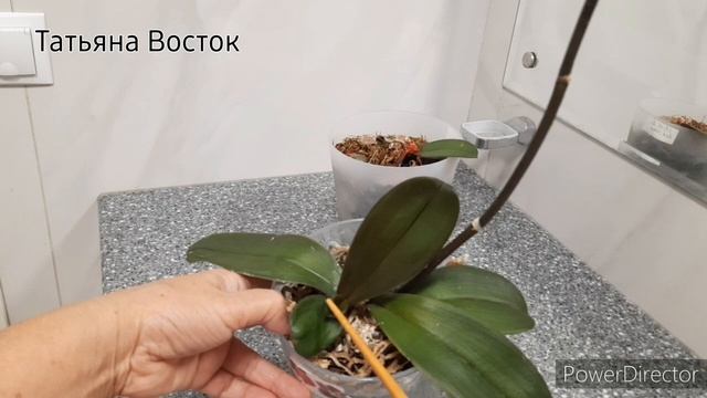 Детки орхидеи быстро растут!