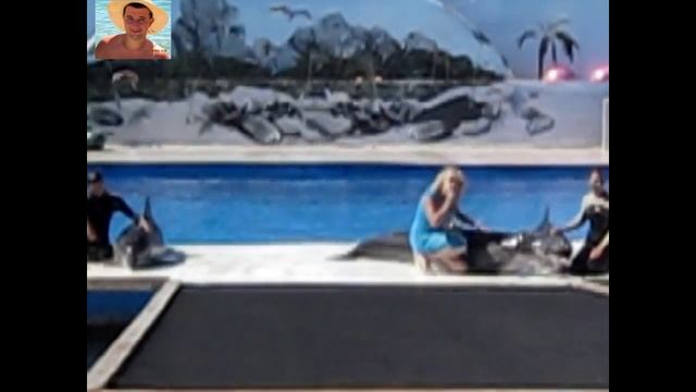 Настоящий звук дельфинов - Friendly Dolphins