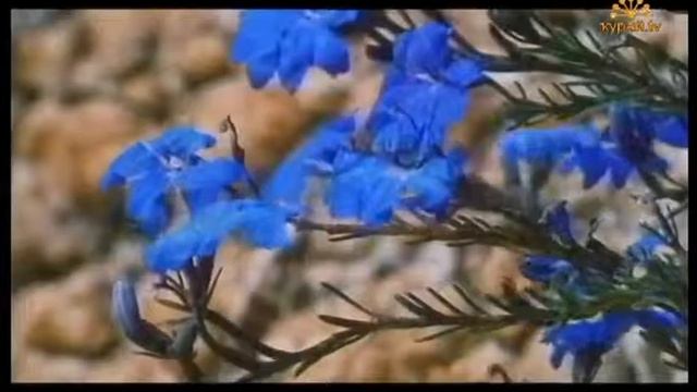 Алсу Бахтиева - Алhыу!