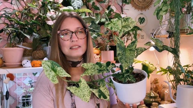Plant Care: Syngonium mojito | How to grow this Plant Genus and species | How to propagate