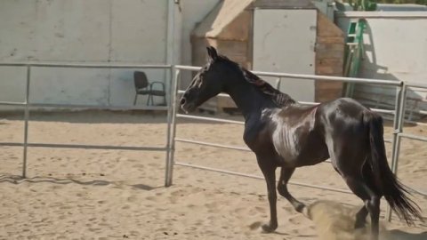 Учим Животных на английском, Корова, Корокодил, Цыпленок, Динозавр, Развивающие Мультики для Детей