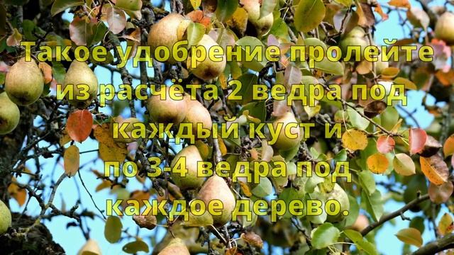 ?ЛУННЫЙ КАЛЕНДАРЬ ?САДОВОДА И ОГОРОДНИКА НА АВГУСТ?