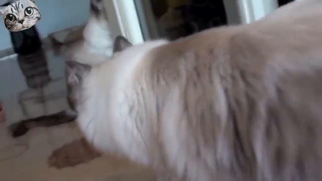 Приколы с животными, котики, собачки и экзотические животные  Для детей от 3 лет