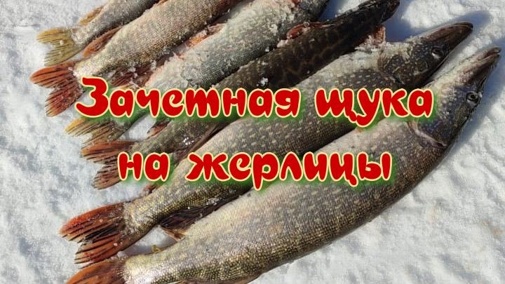 Крупная щука на жерлицы