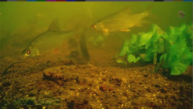 Рыбалка на речке на Кивок, насадка опарыш, червь, Ловля плотвы, окуня. подводная съёмка