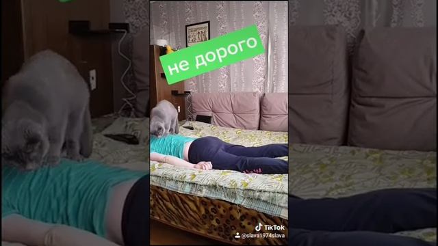 Кот массажист
