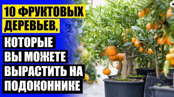 🔴 КОМНАТНЫЕ МИНИ ДЕРЕВЬЯ ☑ МИНИ ДЕРЕВО ДЛЯ ДОМА ТОП